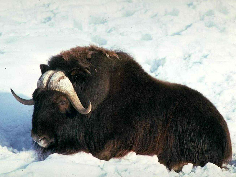 בית גידול של ביזון איך נראה ביזון?