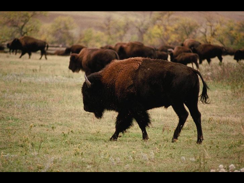 כיצד ביזון מתרבה? בית גידול של ביזון