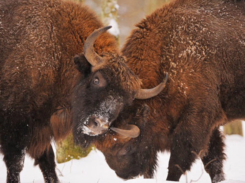 בית גידול של ביזון כיצד ביזון מתרבה?