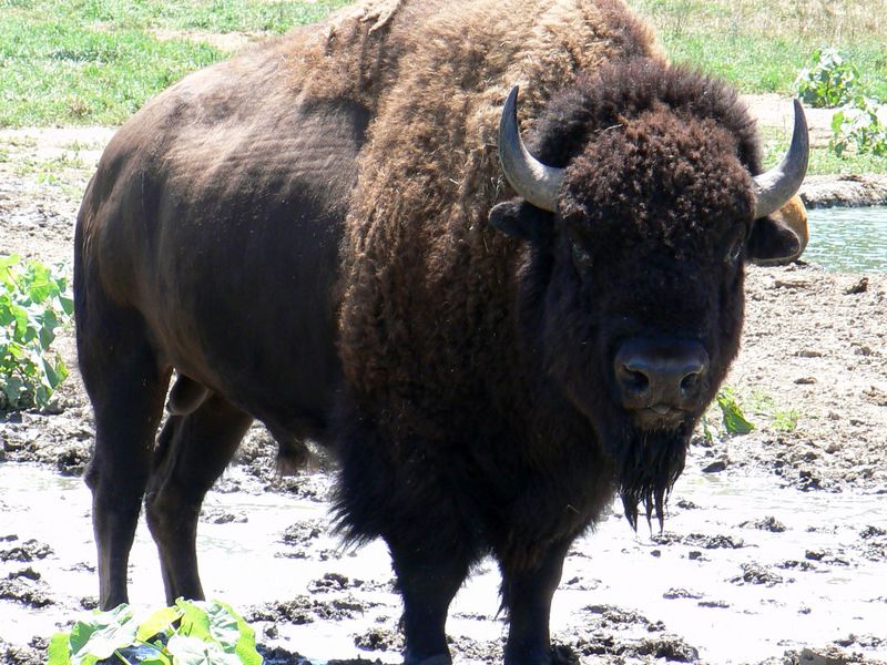 מראהו של ביזון בית גידול של ביזון