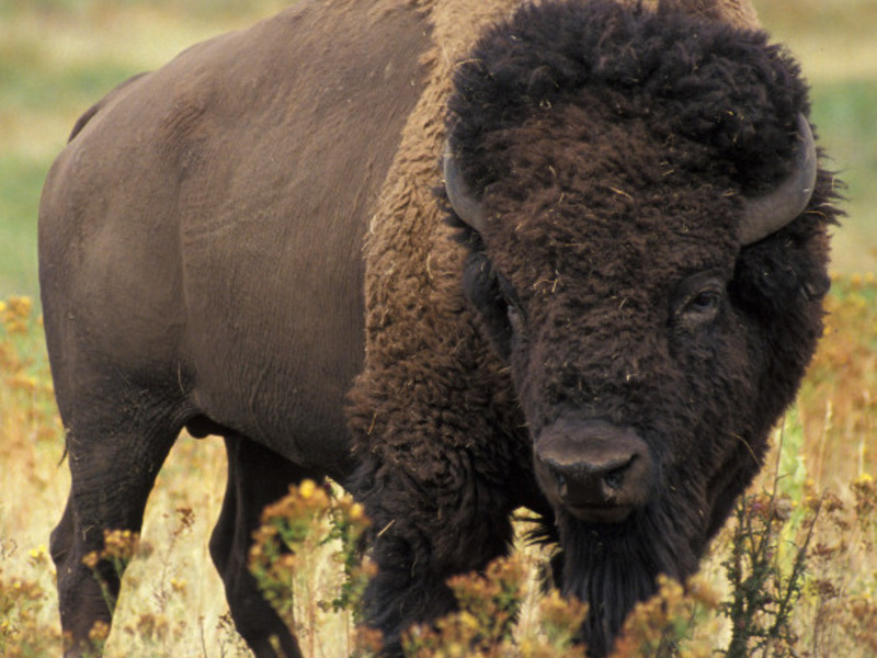 בעלי חיים בסכנת הכחדה איך ביזונים חיים
