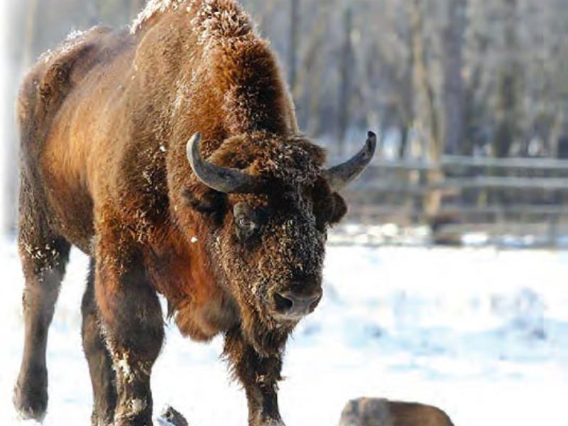 חיה ביזונית איך נראה ביזון?