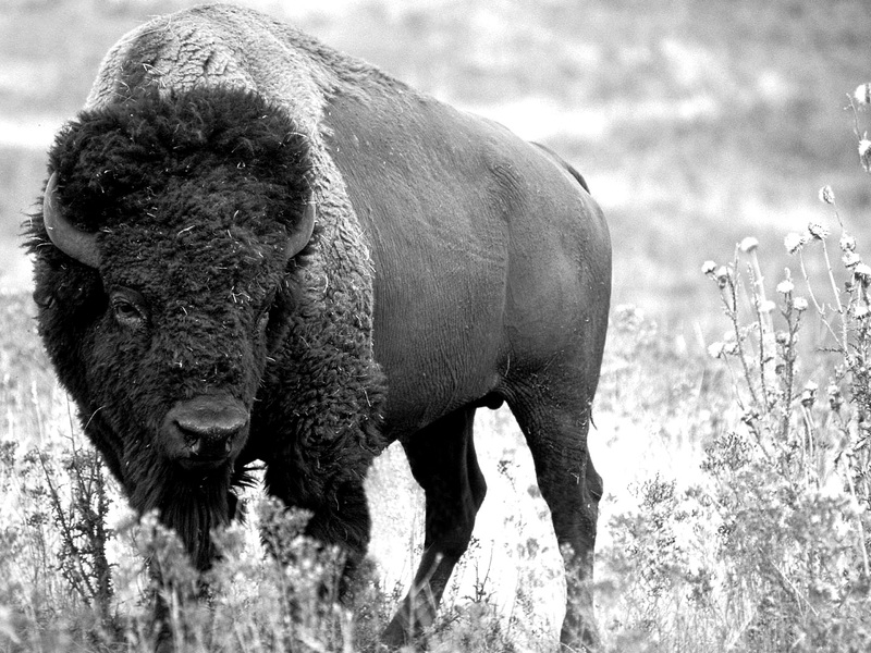 תיאור של חיות ביזון אורח חייו של הביזון