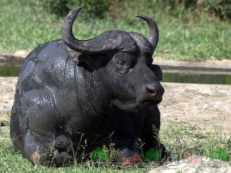 איך נראה ביזון? ביזון אפריקאי
