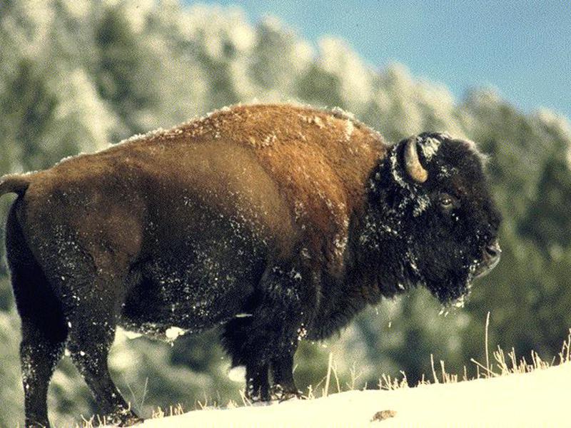היכן חי הביזון? מה אוכל ביזון?