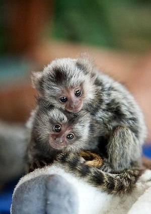 איך נראה מרמוסט?