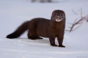 תיאור של בעל החיים מינק