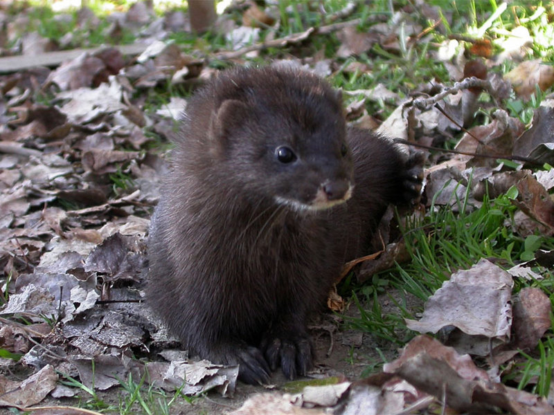 כיצד מתנהג מינק בשבי?