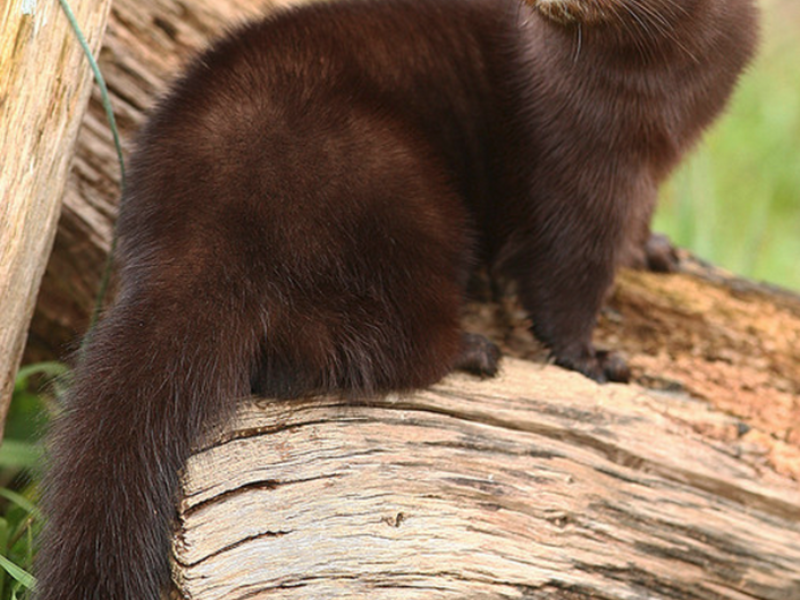 מינק אירופאי