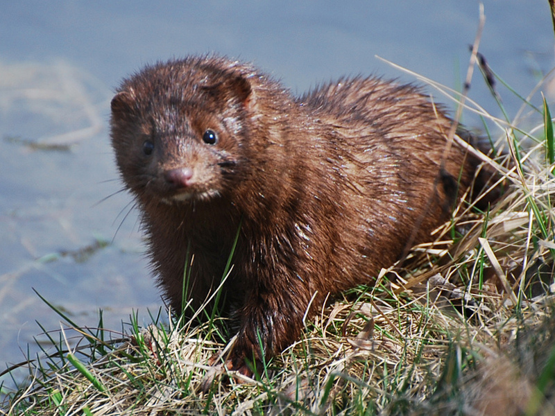 מינק צפון אמריקאימינק צפון אמריקאי