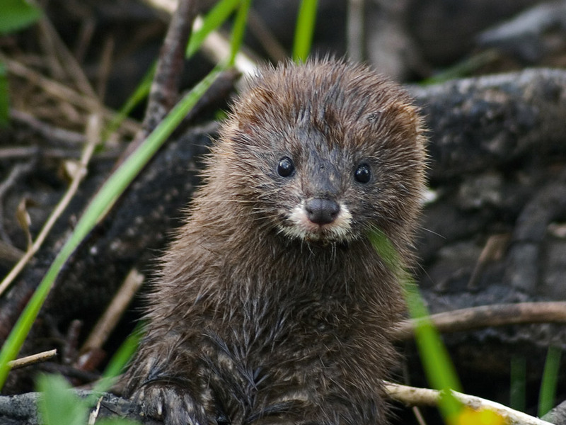 מינק והתנהגותו