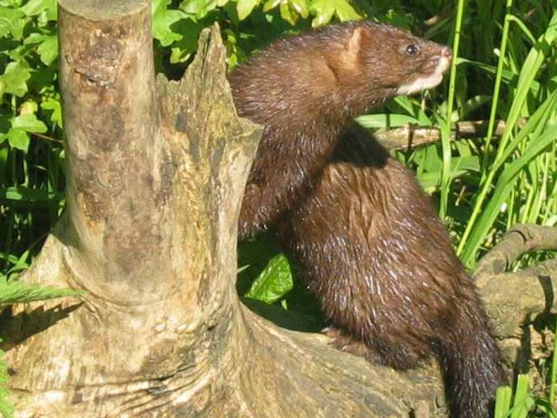 אורח חייו של המינק