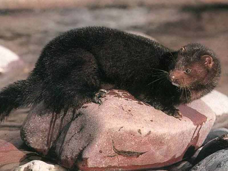 היכן חי המינק?