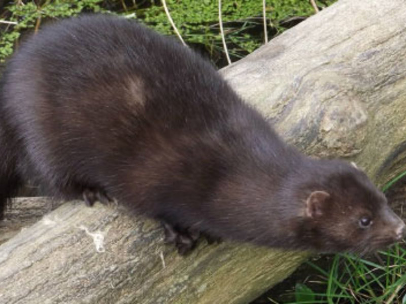 אילו סוגי מינקים יש?