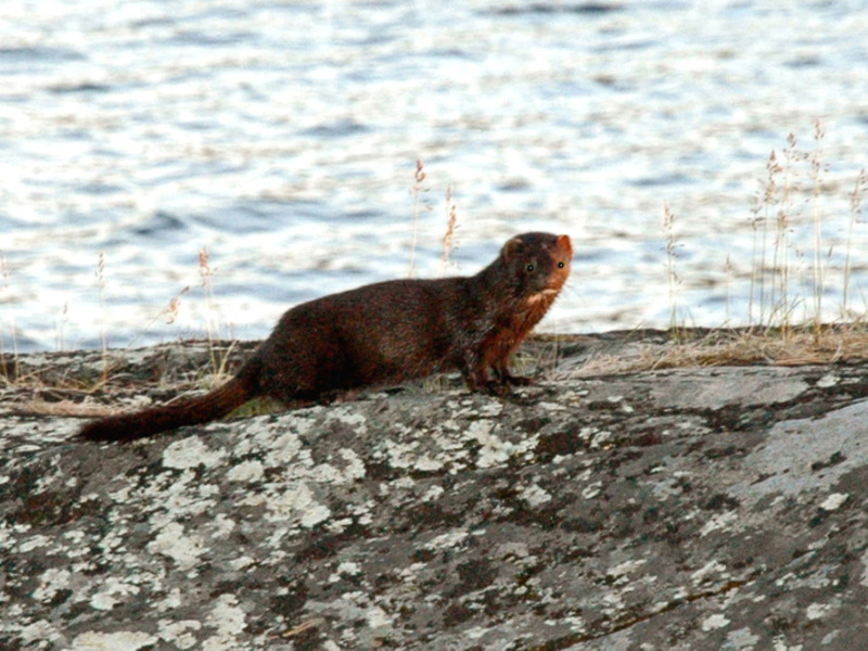 מה אוכל מינק?