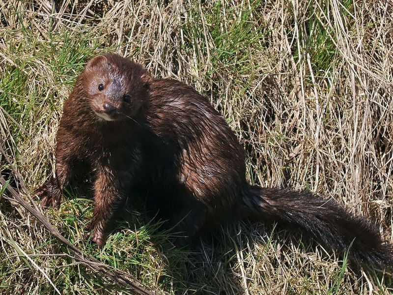 כיצד מינק מתרבה?