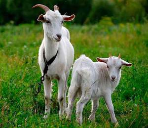 תמונות של עיזים ותיאורים של מאפייני גזעי חלב