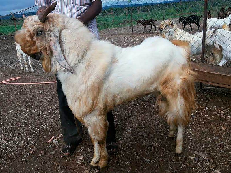 ג'ומנה פארי הוא גזע אקזוטי של עז.