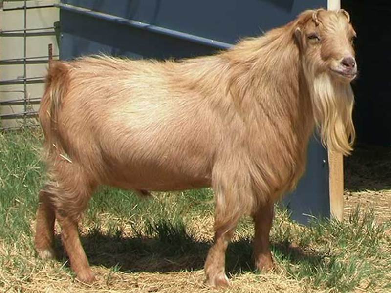 גזע עיזי לה מנצ'ה הוא גזע בשר.