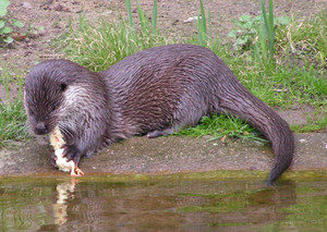 לוטרת - תיאור