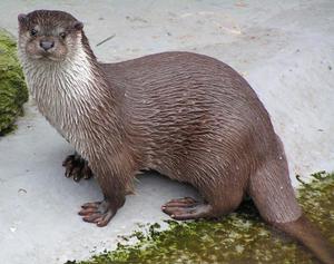 איך נראית לוטרה?