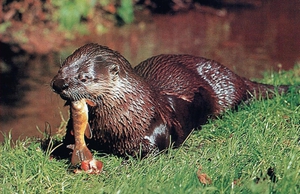 מה אוכלת לוטרה?
