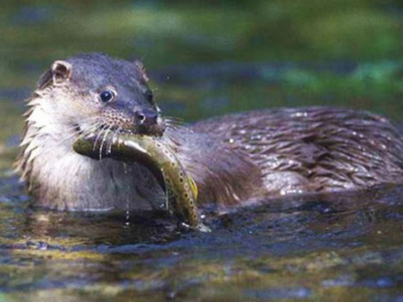 כיצד לוטרת נהר מתרבה?