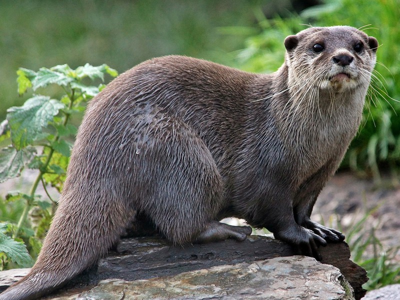 תיאור קצר של המין