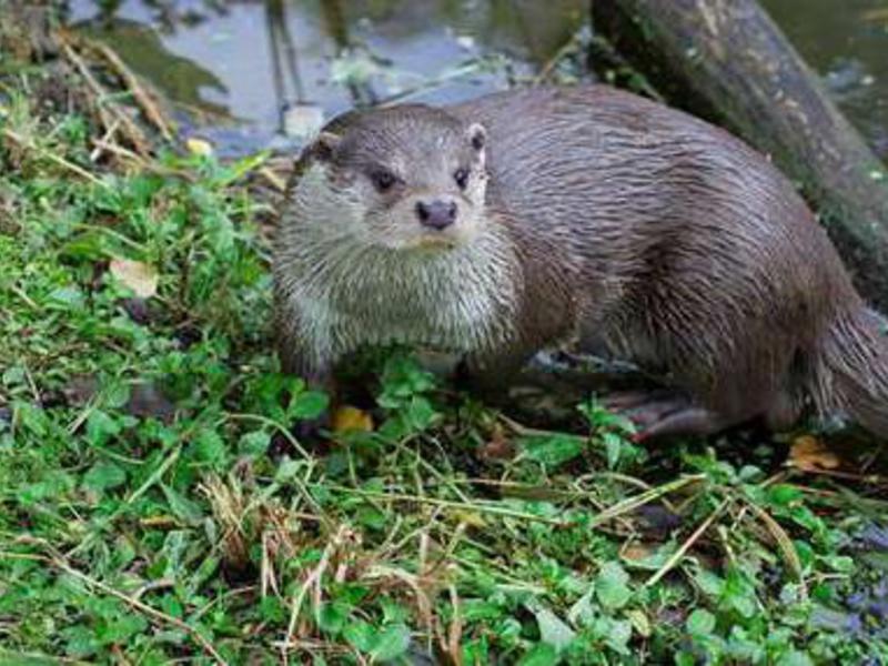 לוטרת - תיאור