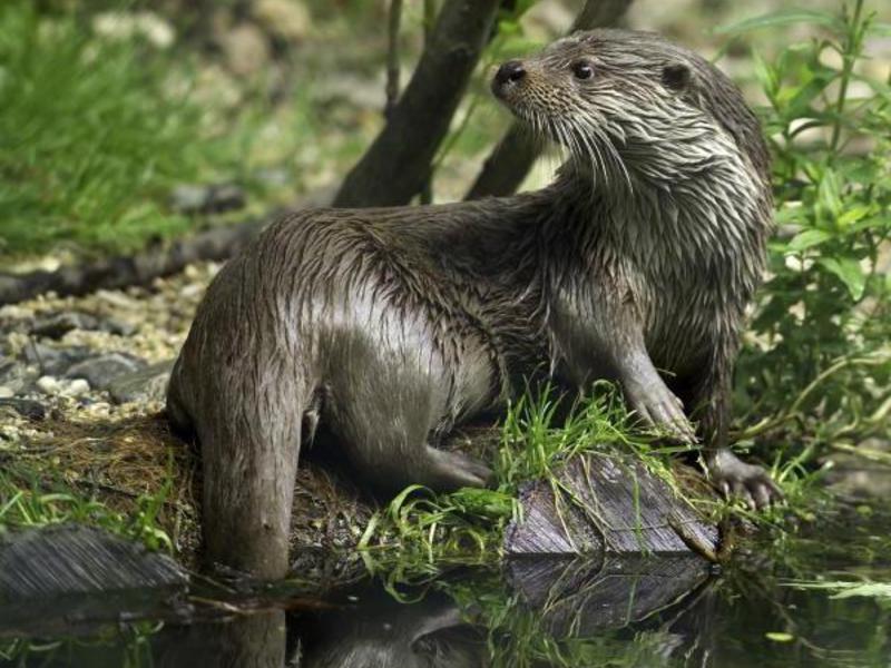 מראה של לוטרה