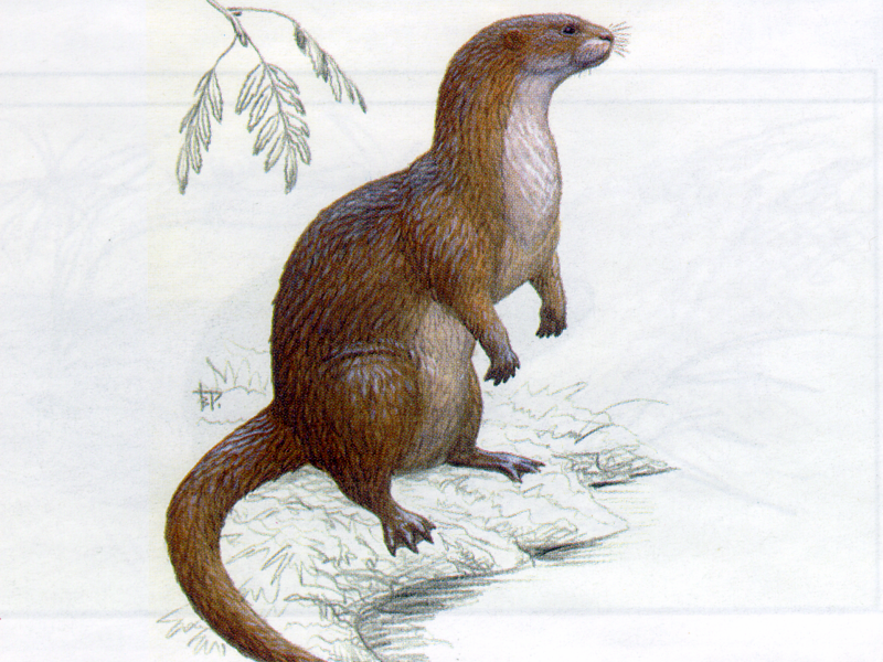 תוחלת החיים של לוטרות