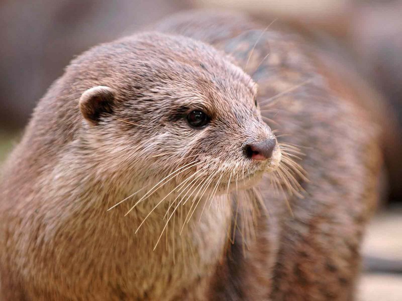 כמה זמן חיה לוטרה?