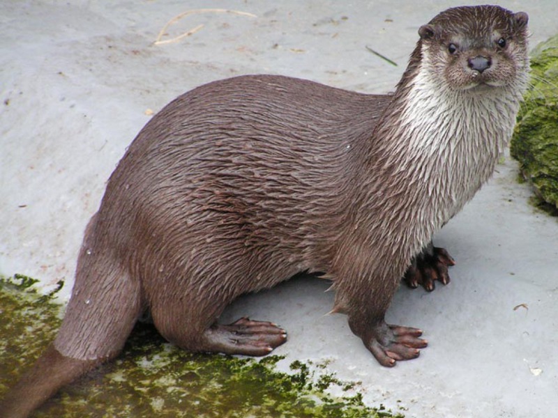 לוטרת הנהר מנהלת אורח חיים חצי-ימי.