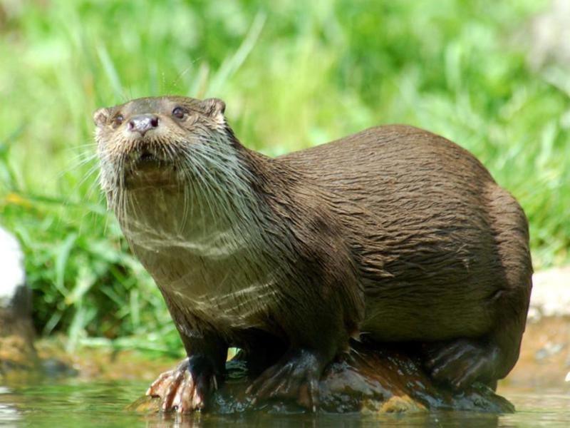 בעל חיים נדיר, הלוטרה