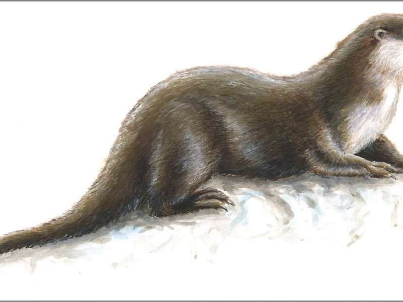 רבייה של לוטרות