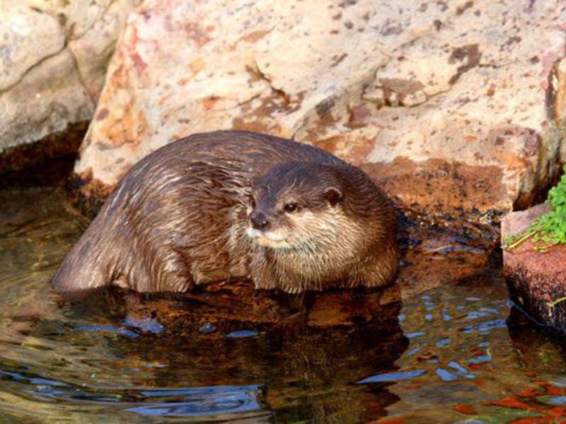 היכן חיות לוטרות?