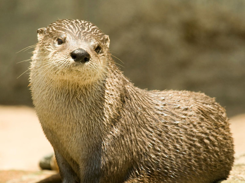 איזה אורח חיים מנהלת לוטרה?