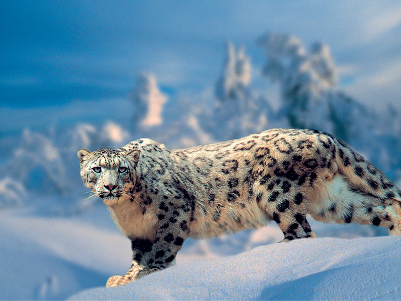 נמר שלג בשלג הוא מראה מרהיב.