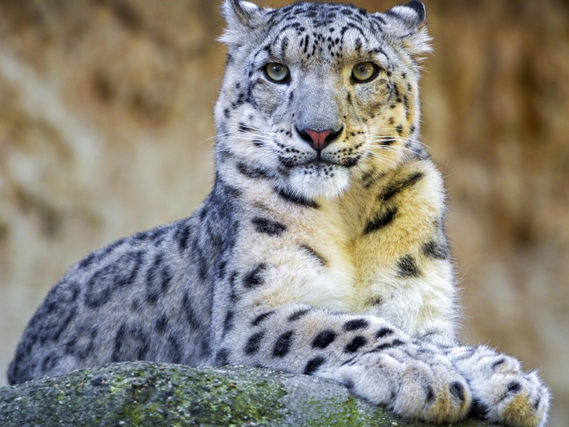 נמר השלג כמעט והושמד וכעת רשום בספר האדום.