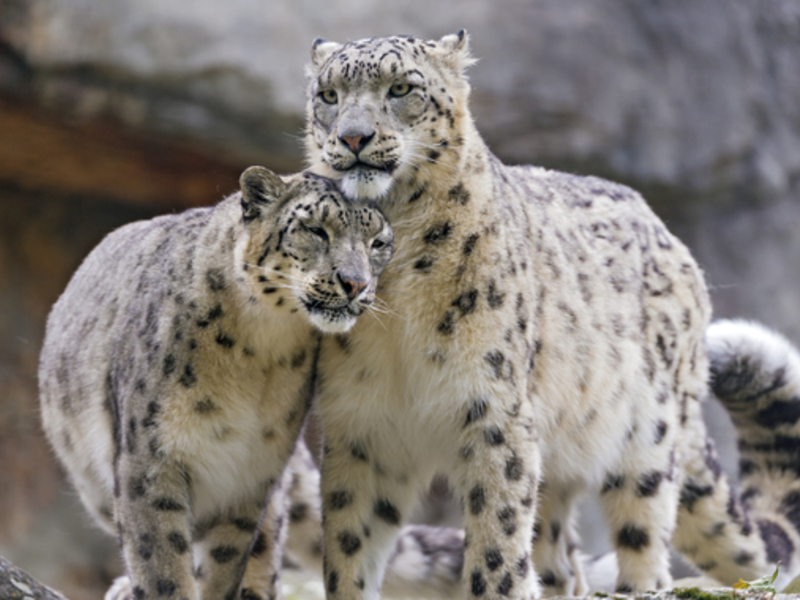 נמרי שלג מגדלים את גוריהם יחד