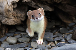 מה אוכלים סטואטים ואיך הם נראים: תמונות ותיאורים