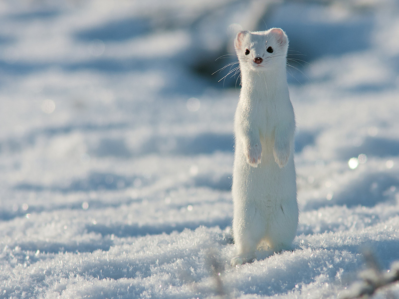 הסמור הופך לבן ואוורירי במיוחד ככל שמתקרב החורף.