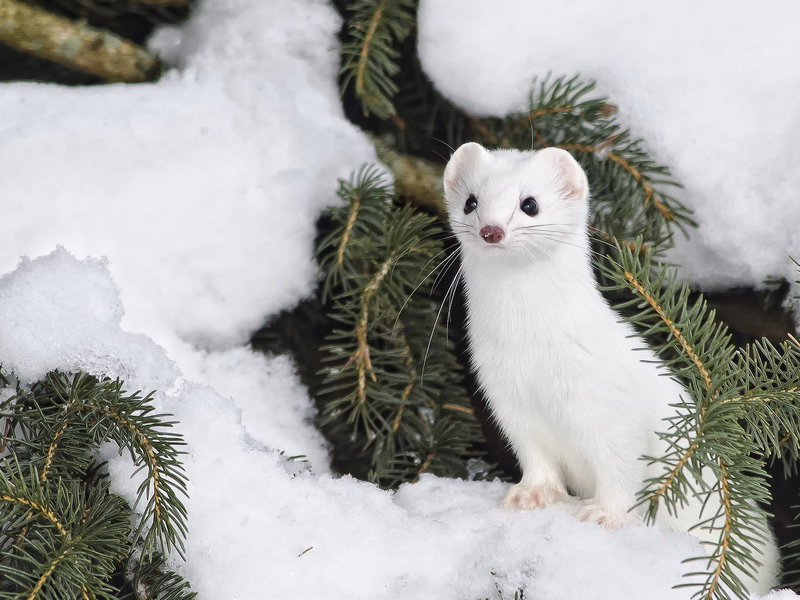 מעיל פרווה לבן של סמור הוא פרווה יקרת ערך