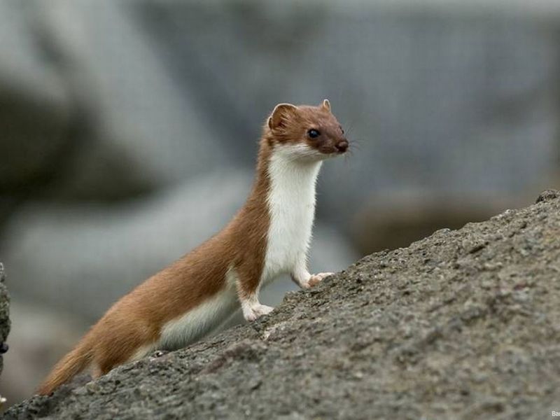 הסמור הוא חיה קטנה ומעניינת, מושכת וזריזה מאוד.