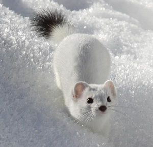 הסמור משנה את פרוותו וצבעו בחורף