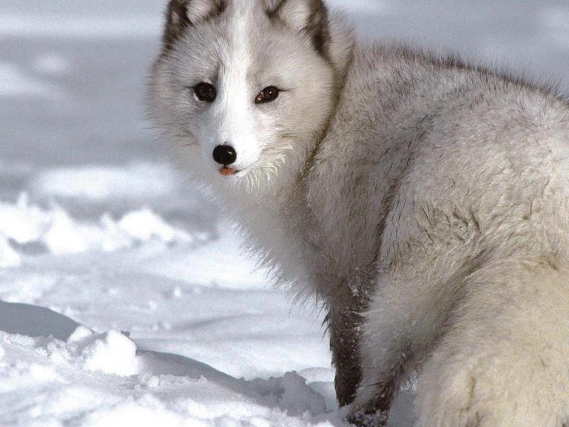 כיצד שועל הארקטי מתרבה?