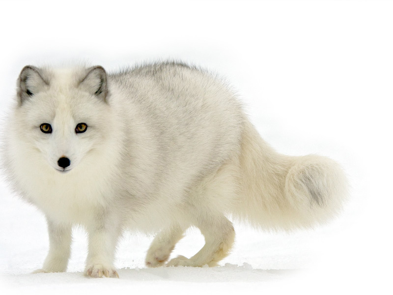 מה אוכל השועל הארקטי?