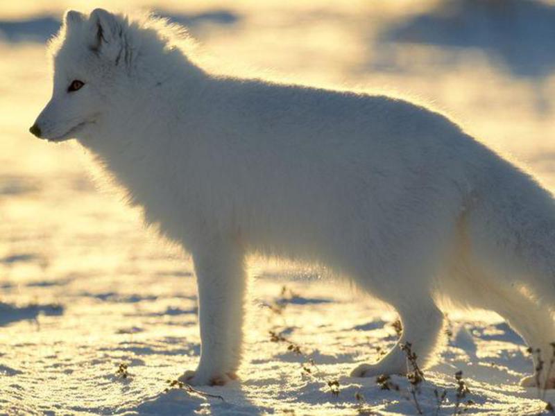 שועלים ארקטיים הם בעלי חיים מסחריים נושאי פרווה