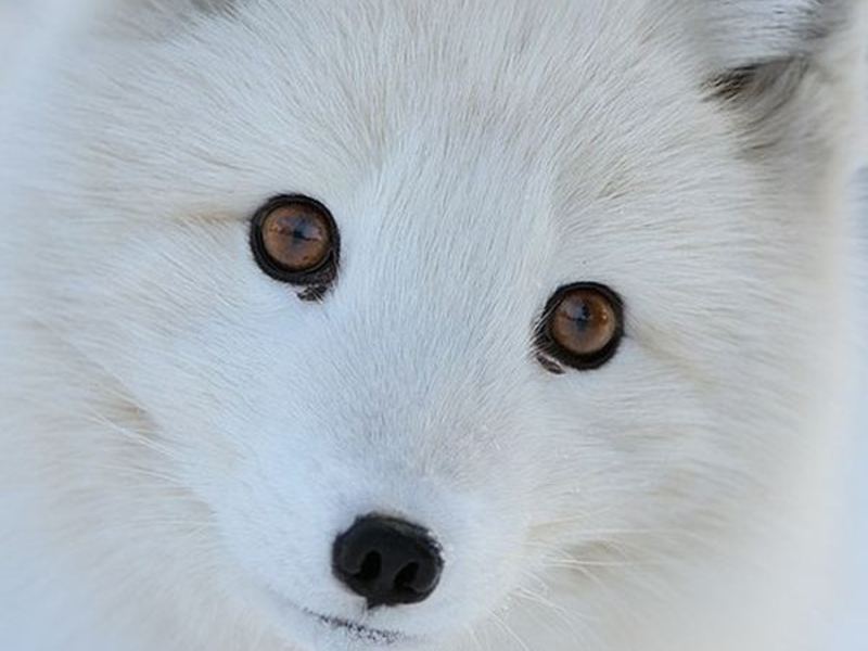 תיאור השועל הארקטי