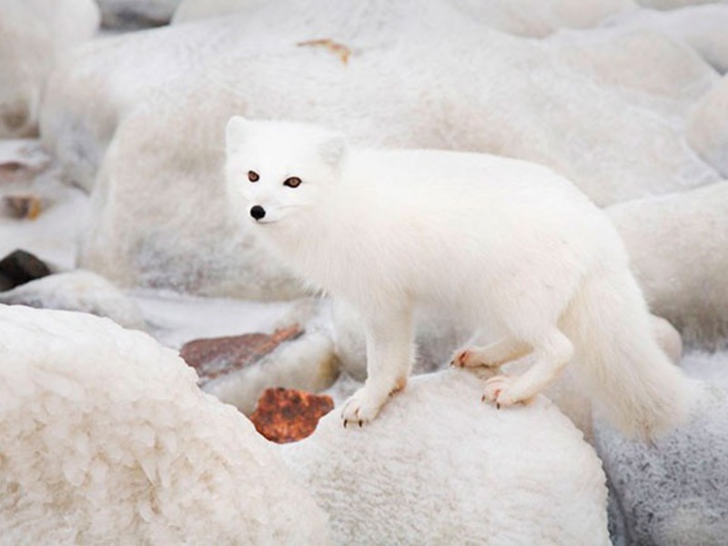 איך נראה שועל ארקטי?